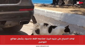 توافد السياح على جزيرة كريت لمتابعة القط جاسيك يشعل مواقع التواصل